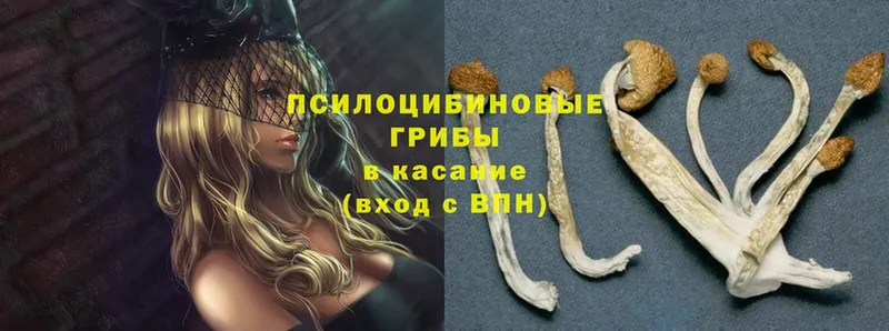 Псилоцибиновые грибы Cubensis  kraken ссылки  Дубовка  купить  сайты 